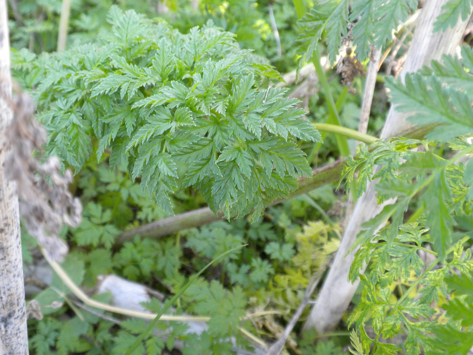 100+ Wildcrafted Hemlock Conium maculatum seeds 1/2 gram