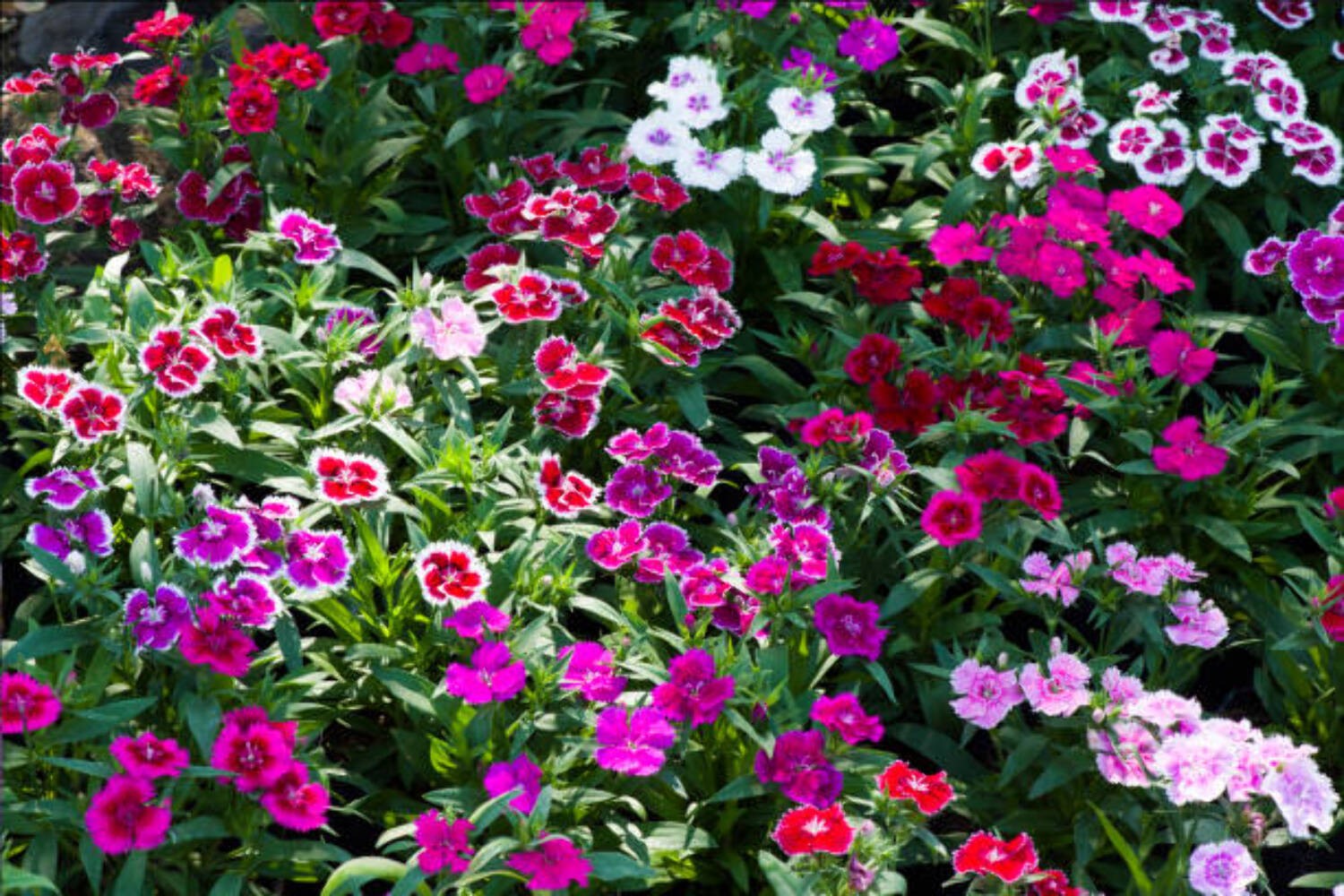 300 SWEET WILLIAM SEEDS | 2026 FREE SHIPPING NON GMO “SWEET WILLIAM”