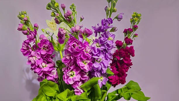 500 EVENING SCENTED STOCK SEEDS | SALE FREE SHIPPING NON GMO HEIRLOOM
