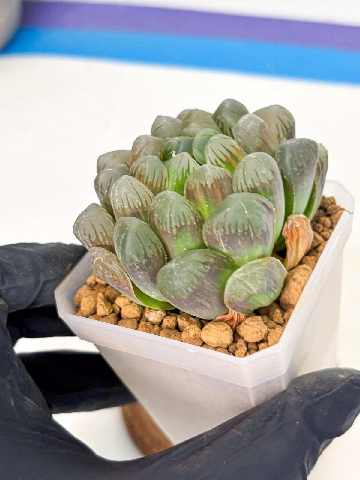 Haworthia Obtusa Ex Taiwan (wa1) (g4) | Rare Succulent