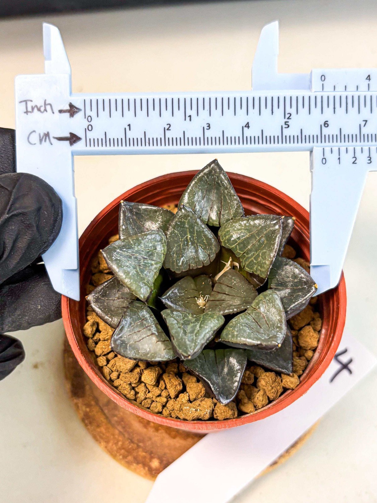 Haworthia Riyuentan (wa6) (y14) | Rare Import