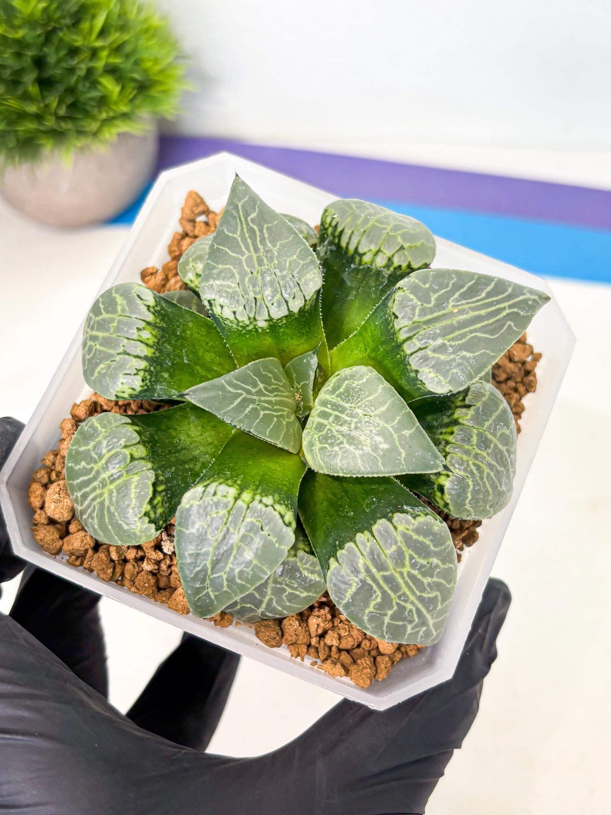 MATURE Haworthia Sjuijig (wa) (1) | Taiwan Import