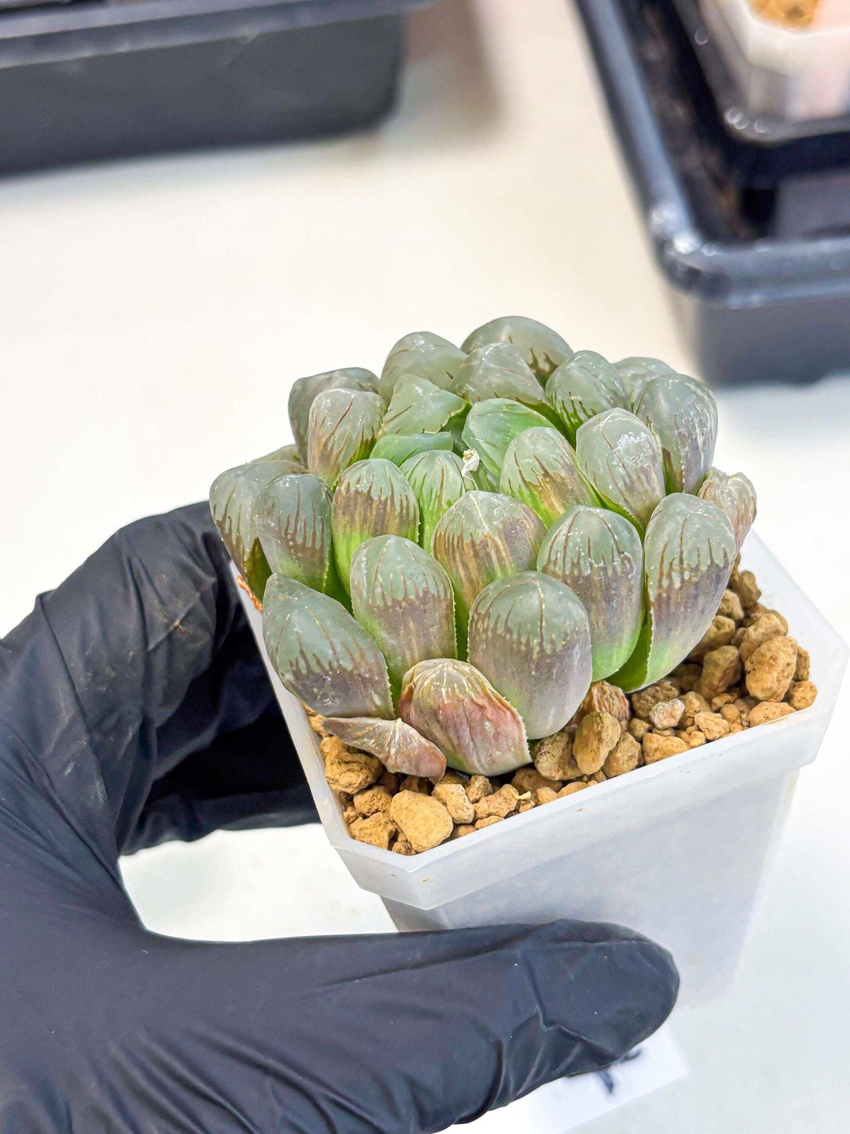 Haworthia Obtusa Ex Taiwan (wa1) (g4) | Rare Succulent