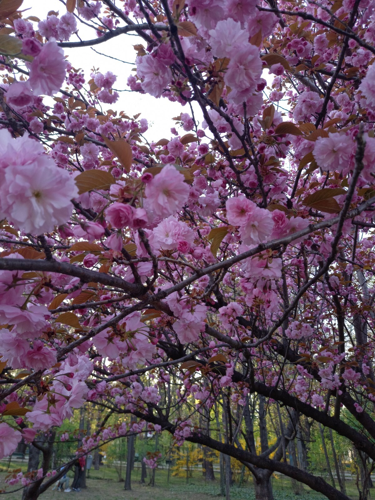 Other Garden – test only