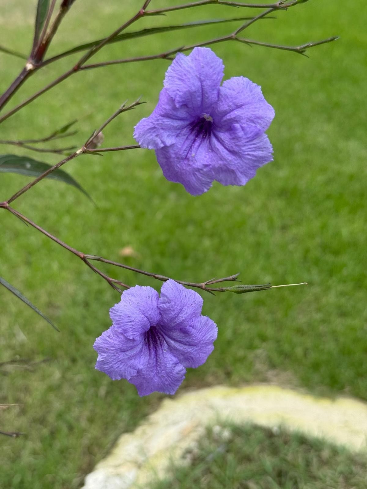 Purple Flowers Digital Wallpaper Desktop Art Photo Background Printable Image