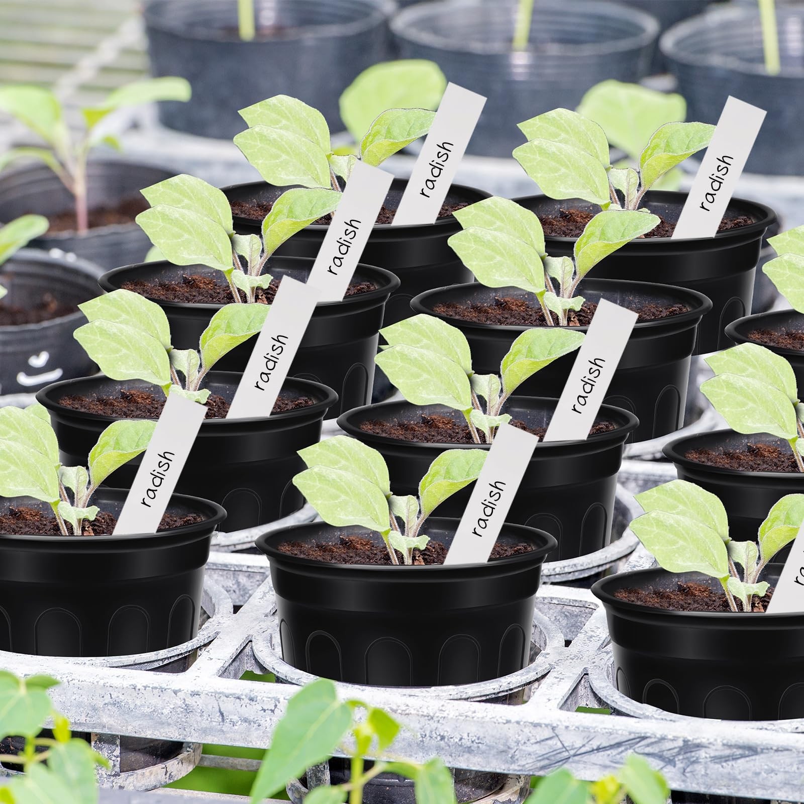 BeapTcely 50 Pcs 1 Gallon Plastic Plants Nursery Pot with 1 Gallon, Black
