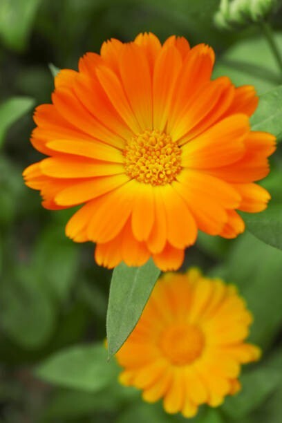 50 FIESTA GITANA CALENDULA SEED MIX | 2026 SALE FREE SHIPPING NON GMO
