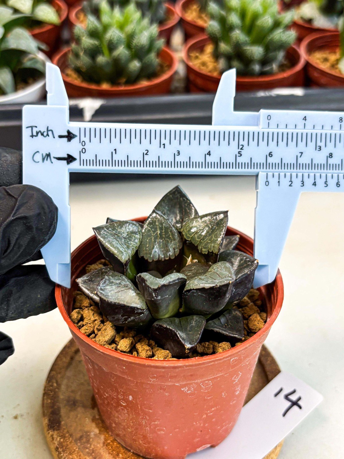 Haworthia Riyuentan (wa6) (y14) | Rare Import