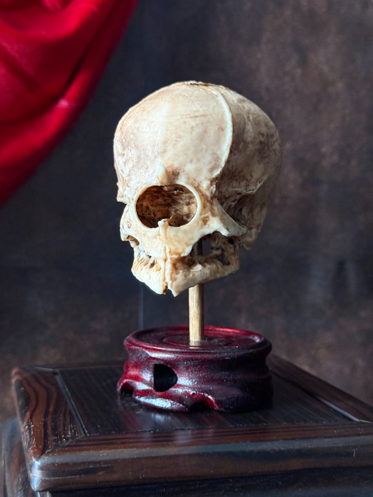 Cyclops Fetal Skeleton | Gothic Curiosity Specimen | Dark Oddities Decor