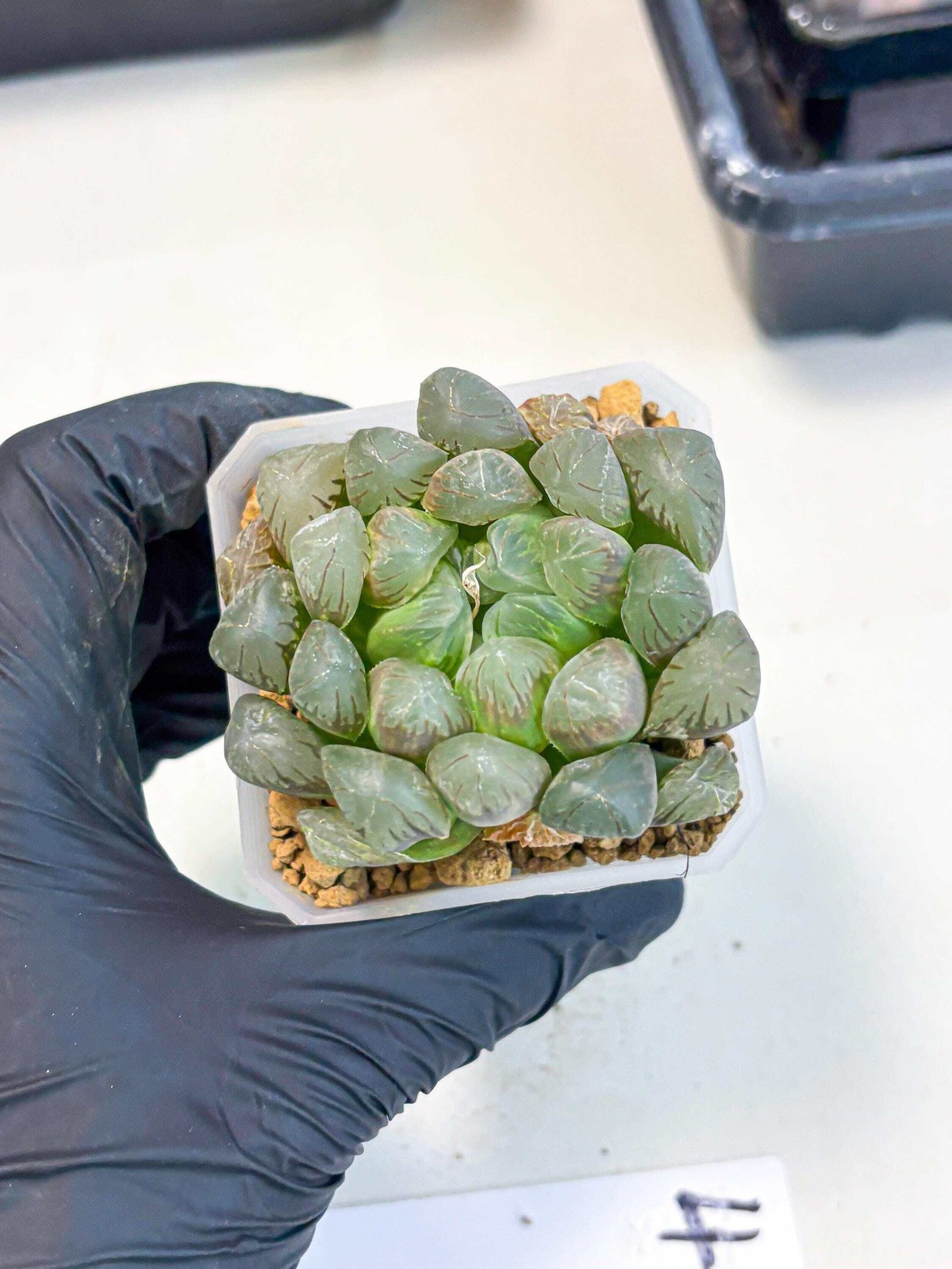 Haworthia Obtusa Ex Taiwan (wa1) (g4) | Rare Succulent
