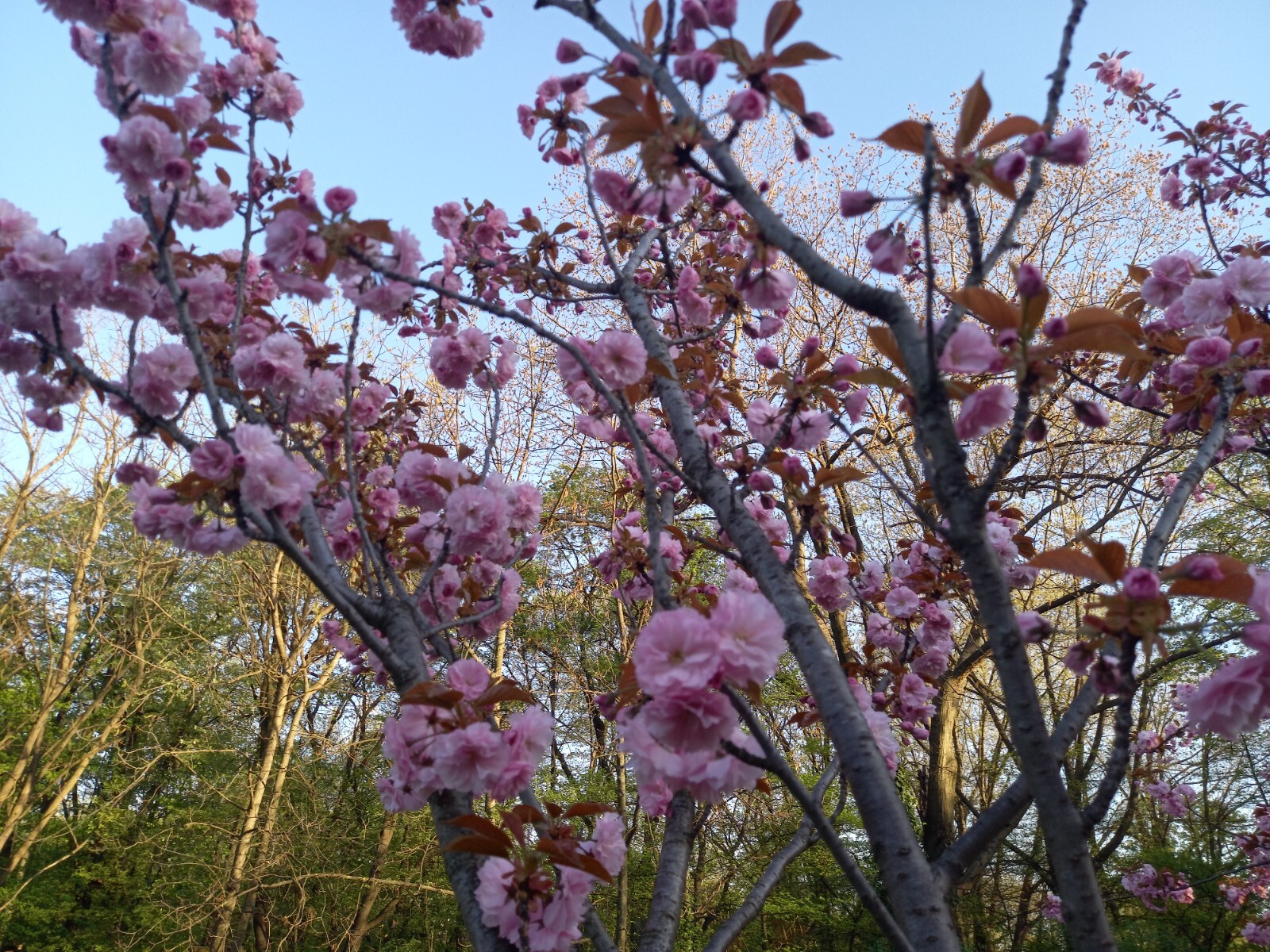 Other Garden – test only