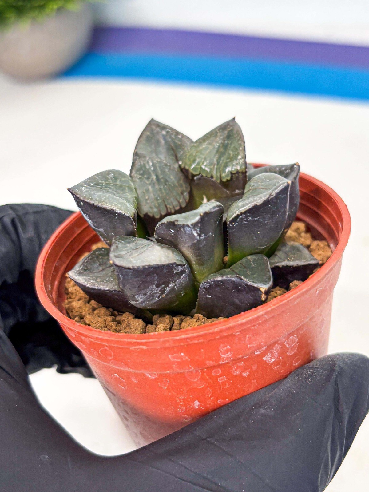 Haworthia Riyuentan (wa6) (y14) | Rare Import