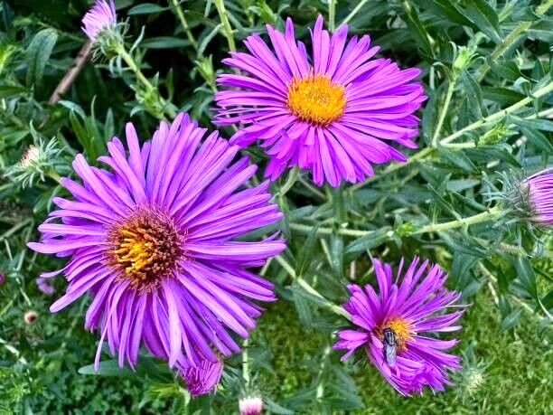 150 NEW ENGLAND ASTER SEEDS | 2026 SALE FREE SHIPPING NON GMO HEIRLOOM