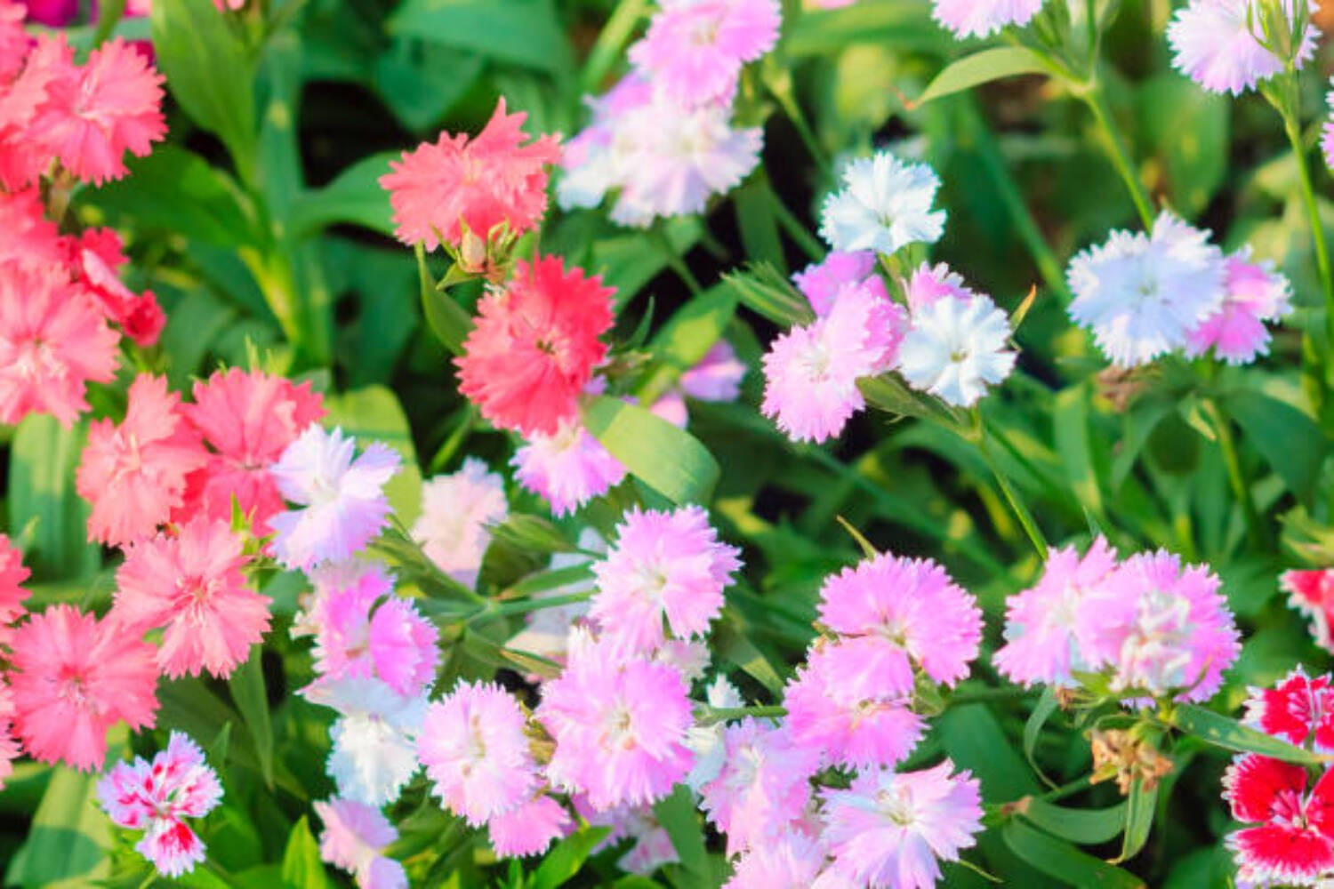 300 SWEET WILLIAM SEEDS | 2026 FREE SHIPPING NON GMO “SWEET WILLIAM”