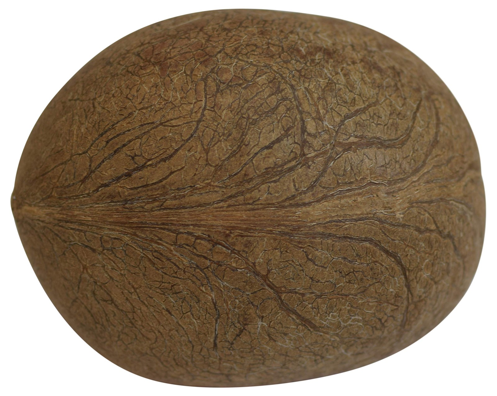 OM SHRI Dry Whole Coconut for Puja Indian Religious 1 Count (Pack of 1)