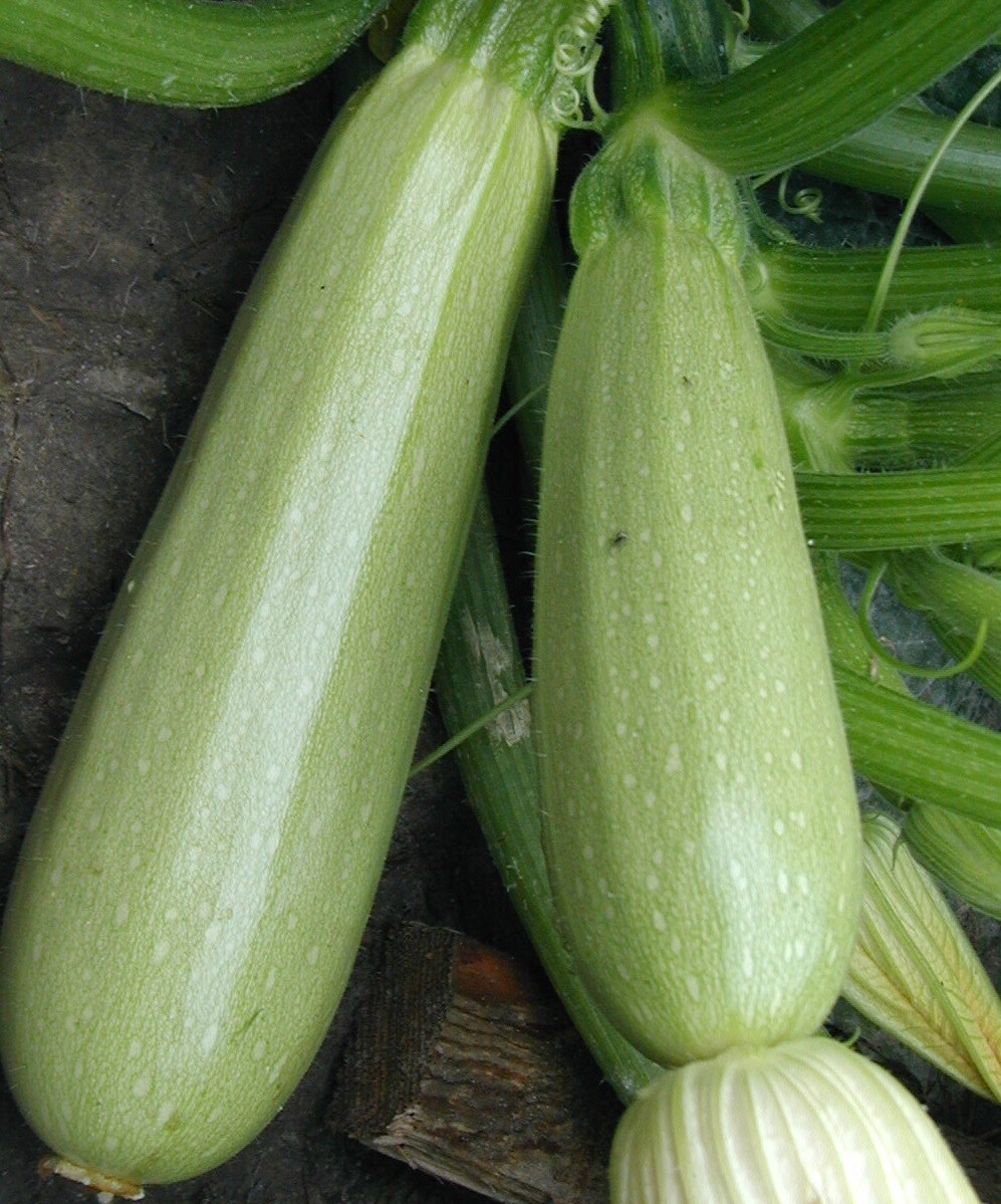 Zucchini seeds, 3 g Zucchini Gribovsky, organic seeds #213+TRACK №