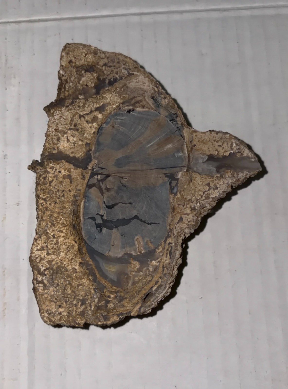 Unknown Fossil Rock with Mans Face Showing 4″x3 1/2″ Oddity Weird