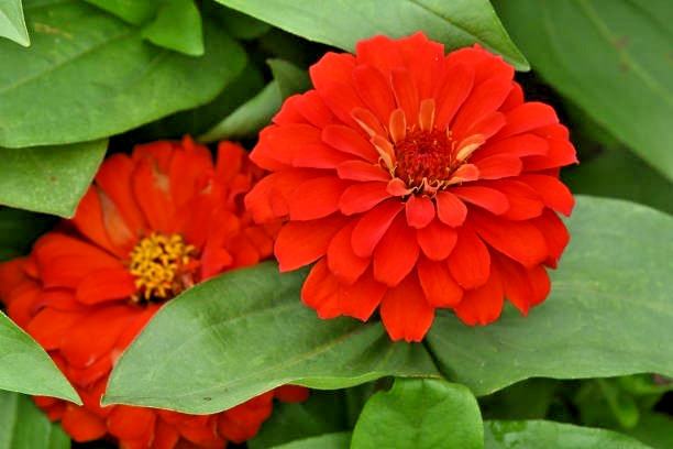 100 SCARLET FLAME ZINNIA SEEDS | 2026 SALE FREE SHIPPING NON GMO HEIRLOOM