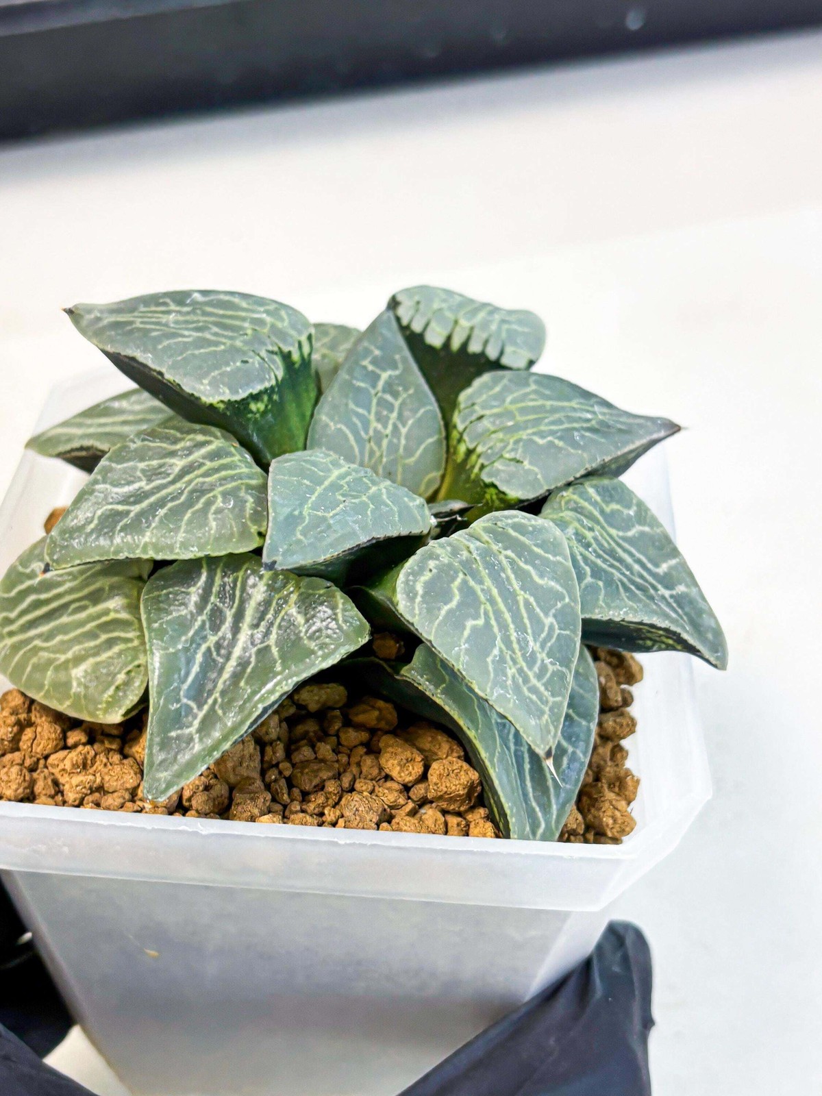 MATURE Haworthia Sjuijig (wa) (4) | Taiwan Import