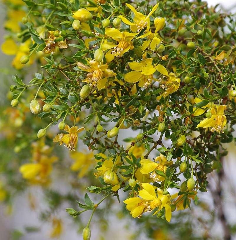 2 oz FRESH LEAVES & TWIGS *CREOSOTE BUSH *CHAPARRAL *MEDICINAL HERB*DESERT RAIN1