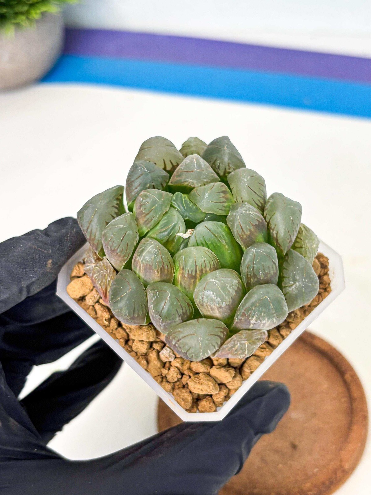Haworthia Obtusa Ex Taiwan (wa1) (g4) | Rare Succulent