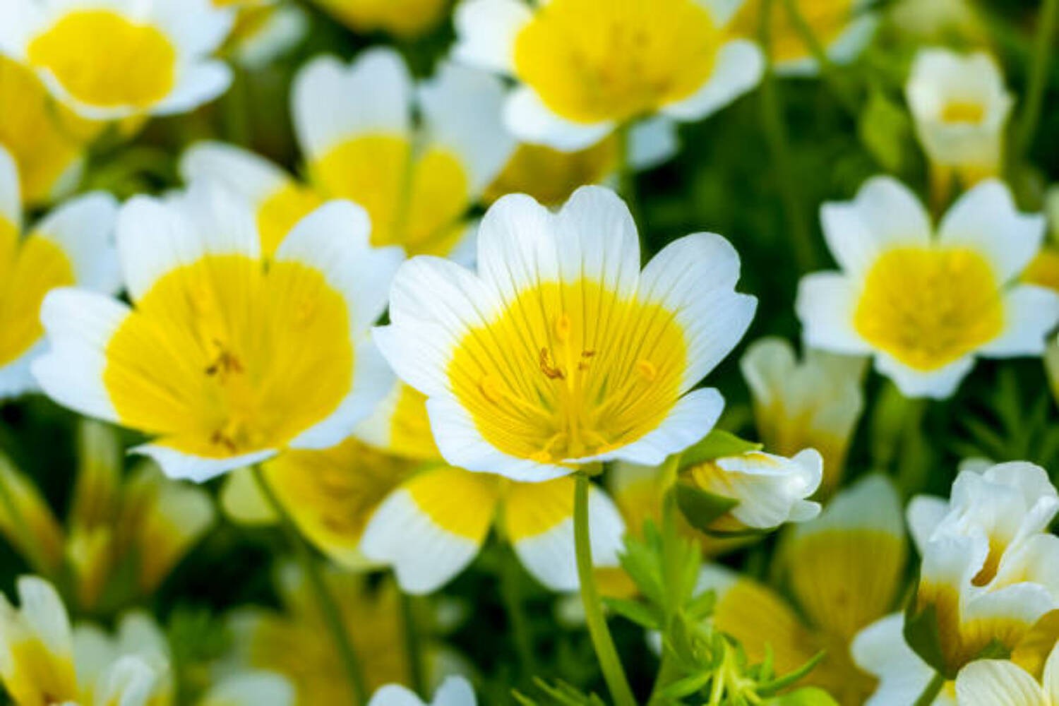 50 POACHED EGG PLANT SEEDS | SALE FREE SHIPPING NON GMO