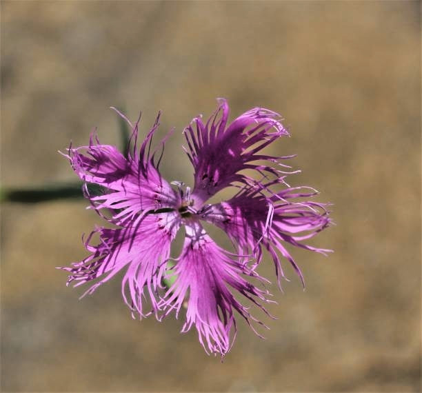 400 RAINBOW LOVLINESS DIANTHUS SEEDS | 2026 FREE SHIPPING NON GMO NEW ITEM