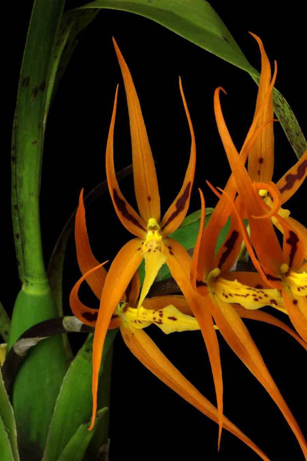 Brassia Orange Delight ‘Hilo Sunrise’ HCC/AOS