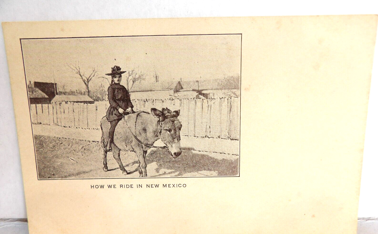 Humorous New Mexico Donkey Antique Postcard c. 1905