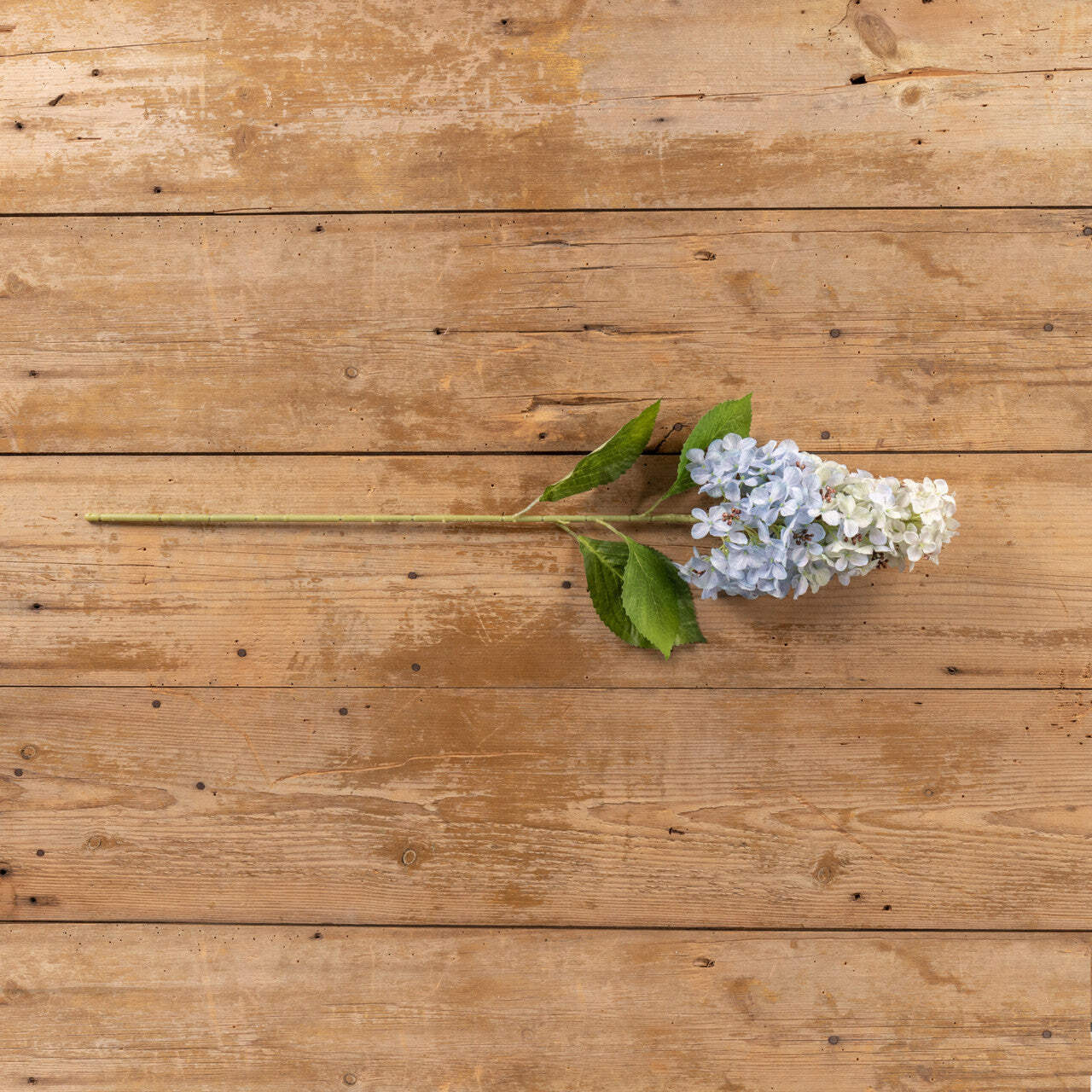 Light Blue Cone Hydrangea Stem