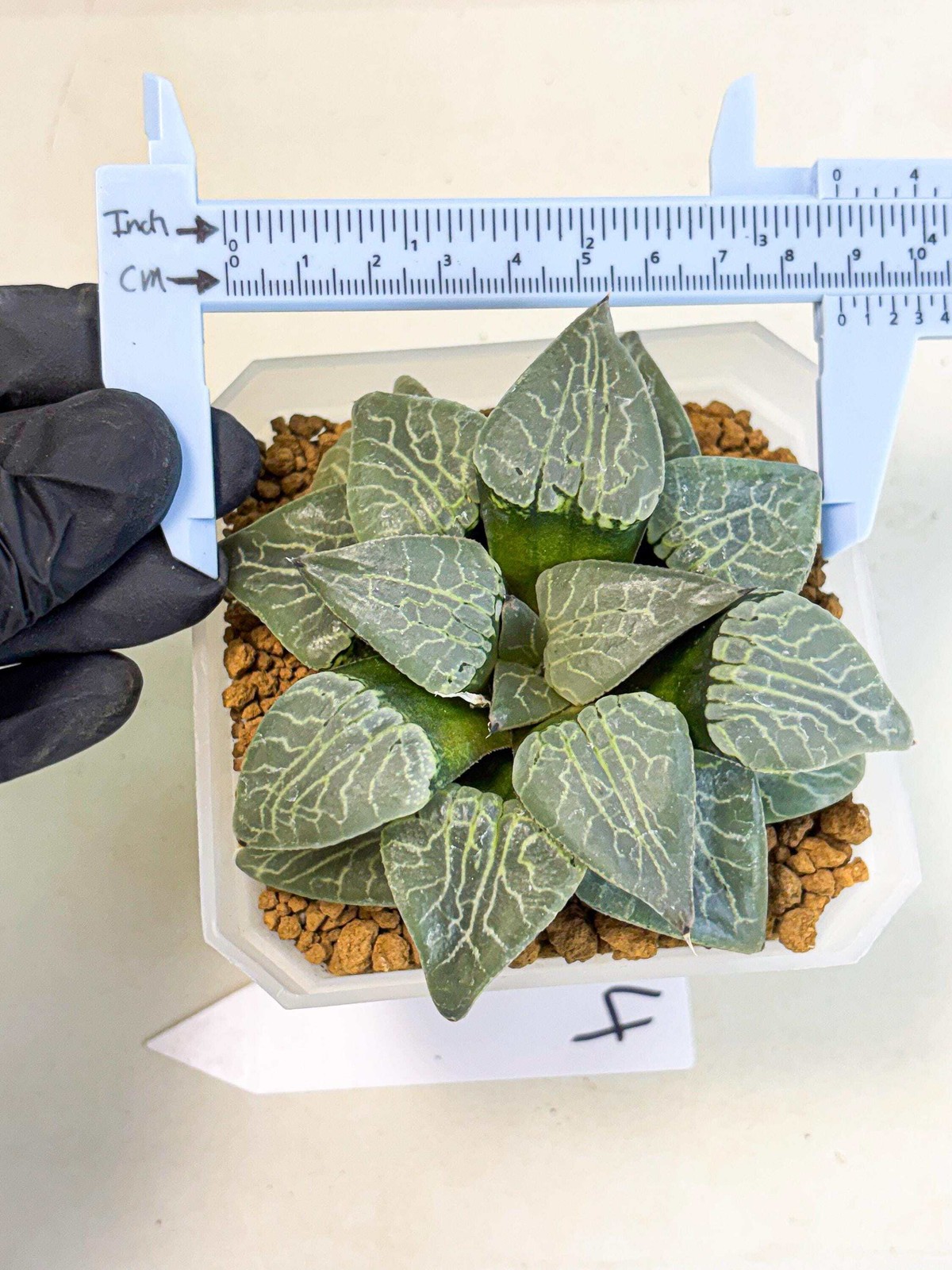 MATURE Haworthia Sjuijig (wa) (4) | Taiwan Import