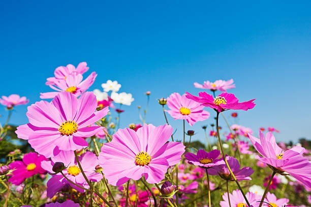200 GLORIA COSMOS SEEDS | 2026 SALE FREE SHIPPING NON GMO