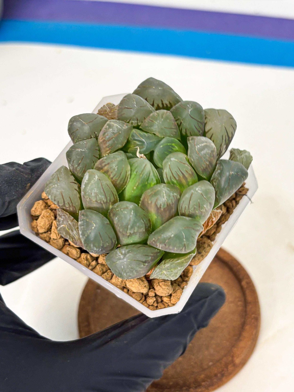 Haworthia Obtusa Ex Taiwan (wa1) (g4) | Rare Succulent