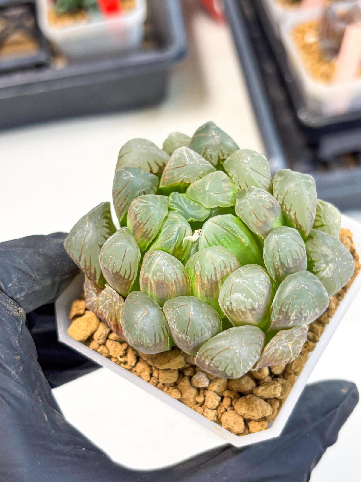 Haworthia Obtusa Ex Taiwan (wa1) (g4) | Rare Succulent