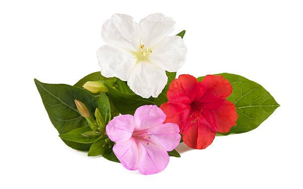 25 MIXED BLOOMS FOUR O’CLOCK SEEDS | SALE FREE SHIPPING NON GMO HEIRLOOM
