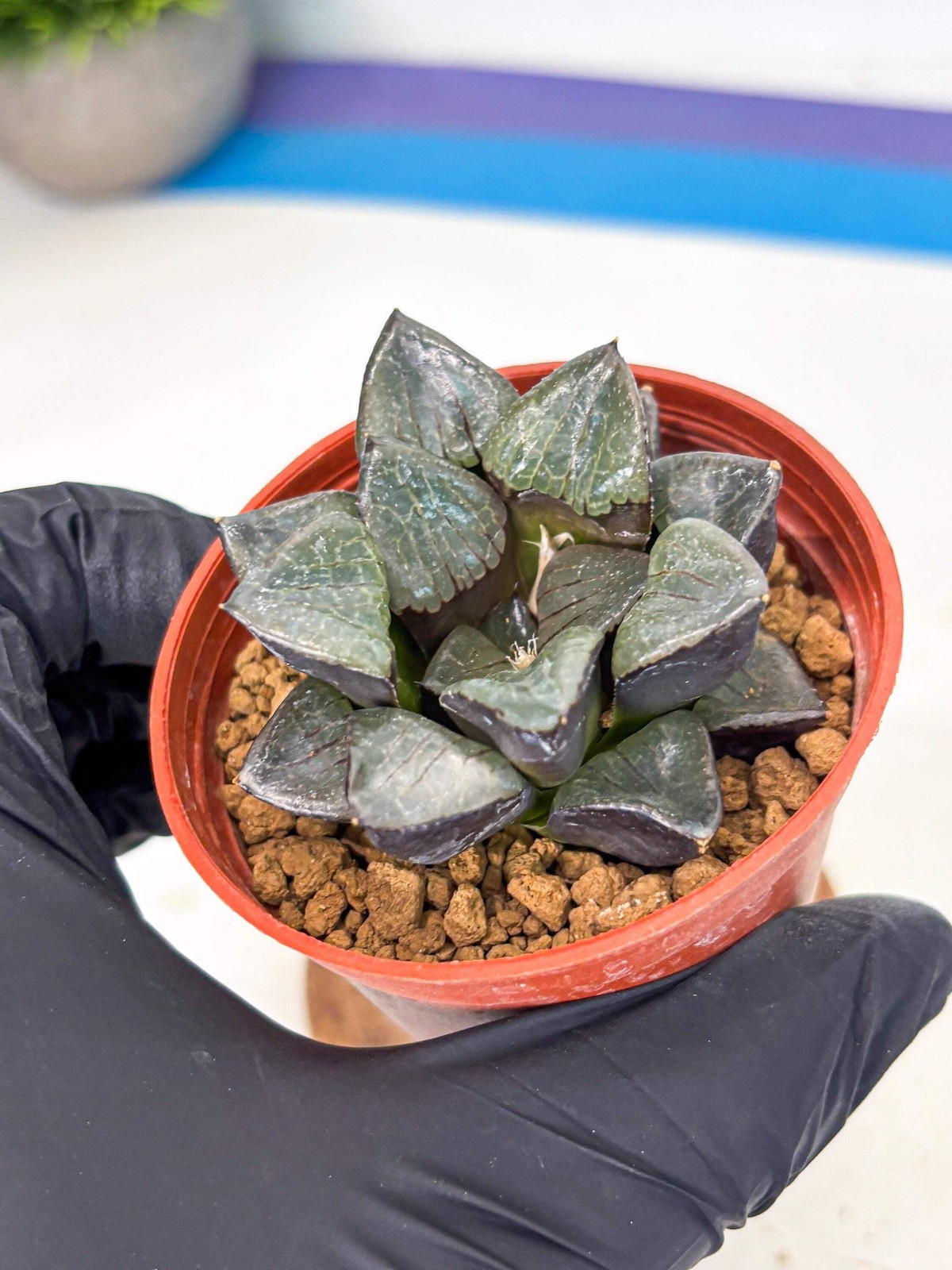 Haworthia Riyuentan (wa6) (y14) | Rare Import