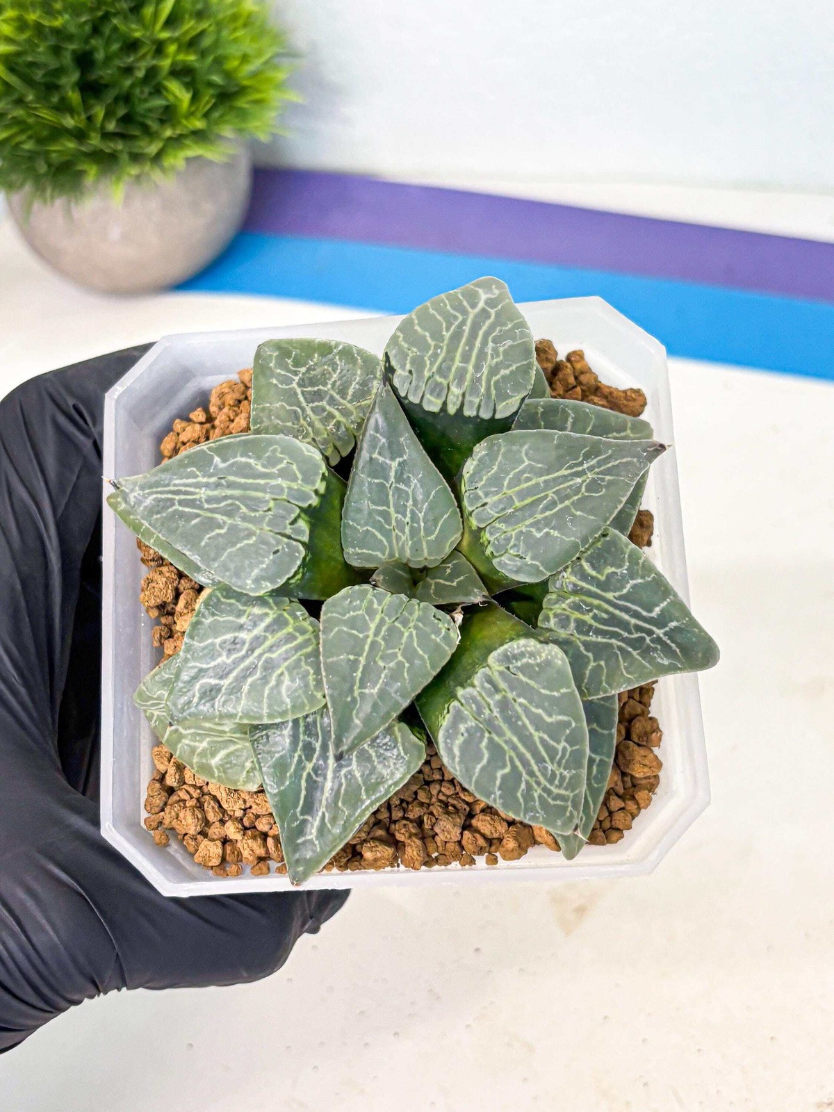 MATURE Haworthia Sjuijig (wa) (4) | Taiwan Import