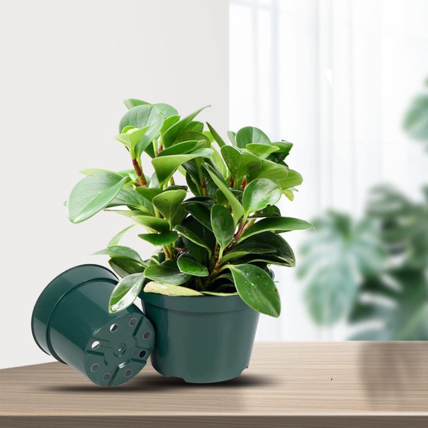 DAPERCI inches Nursery Pot Plant Grow Sturdy Flower 6 Inch, Green – 6inch