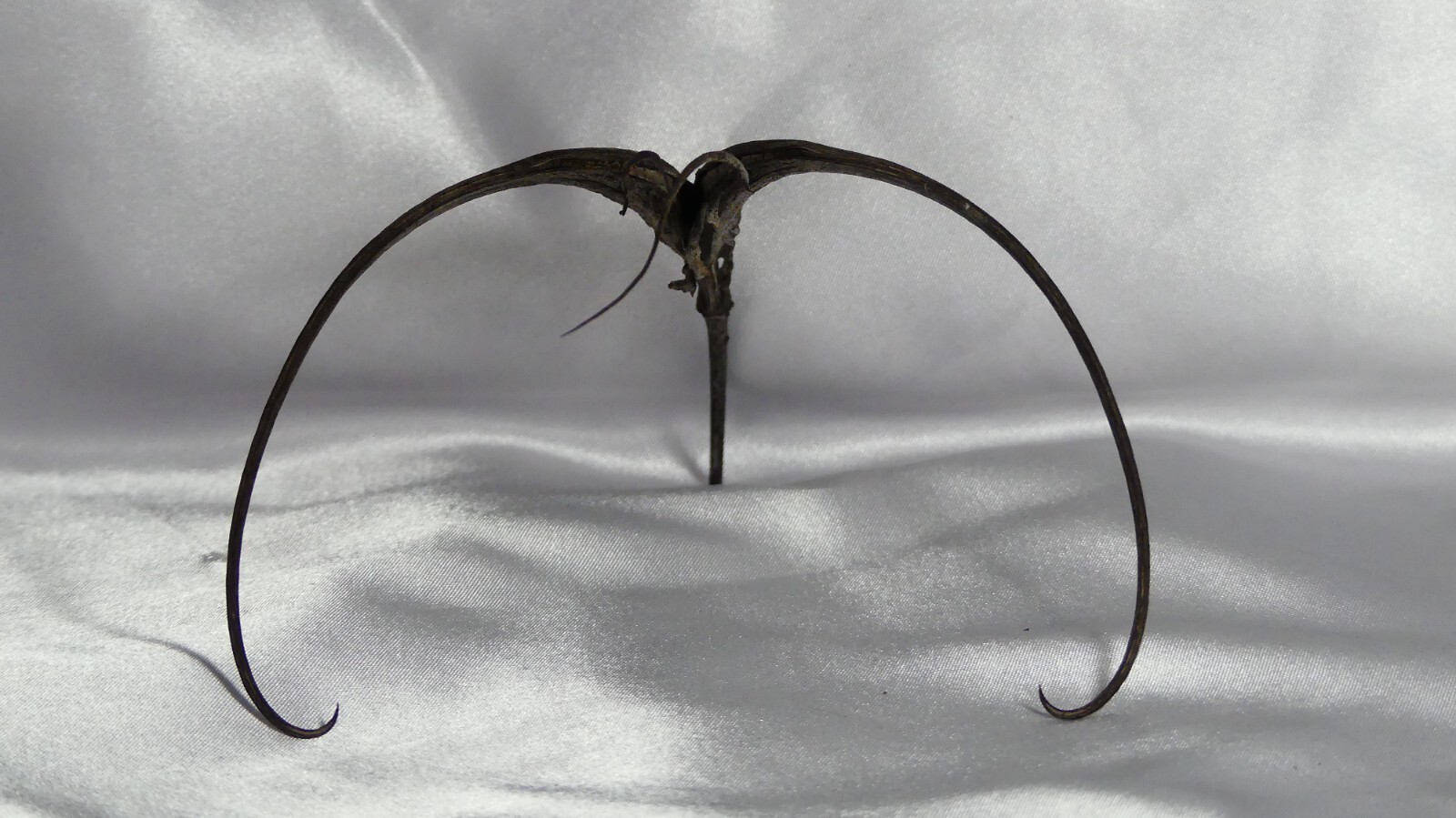 devils claw (1PC)