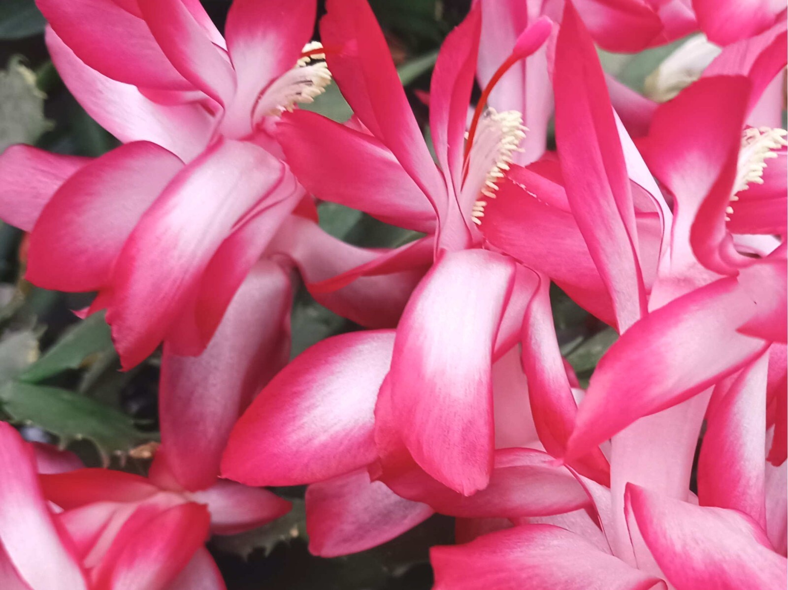 Pink/Orange Thanksgiving, Christmas Cactus Rooted 6-8″ Plant NOT CUTTINGS