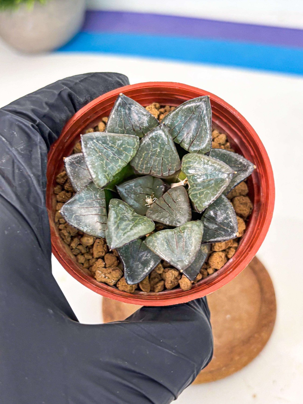 Haworthia Riyuentan (wa6) (y14) | Rare Import