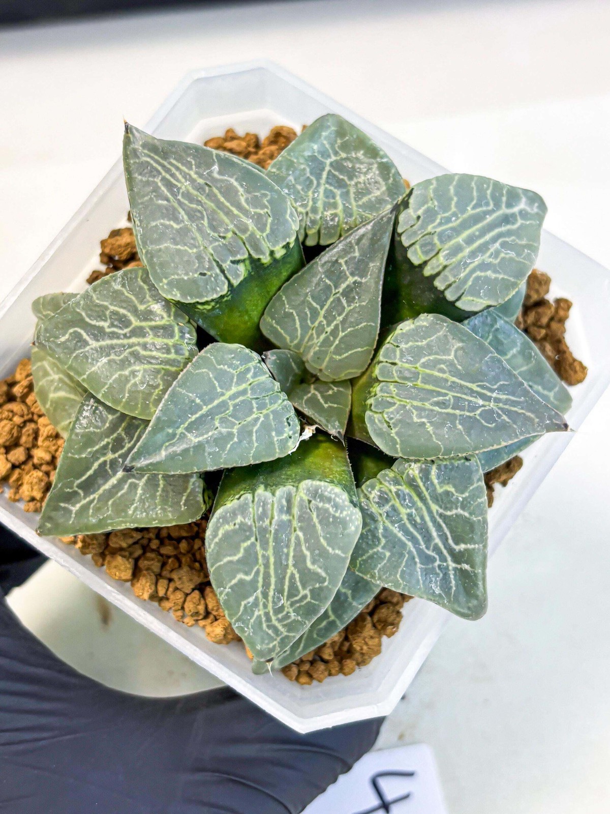 MATURE Haworthia Sjuijig (wa) (4) | Taiwan Import