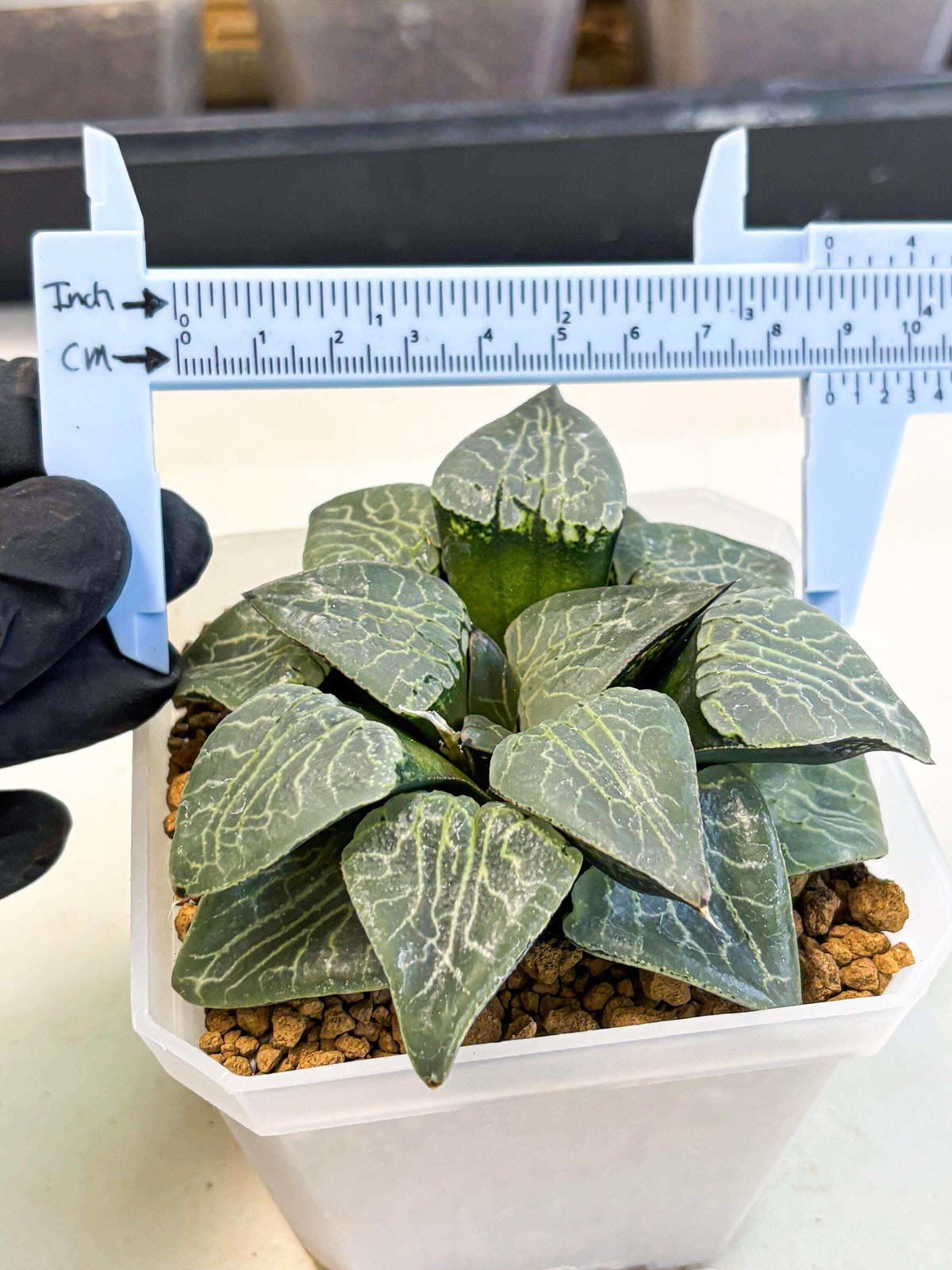 MATURE Haworthia Sjuijig (wa) (4) | Taiwan Import