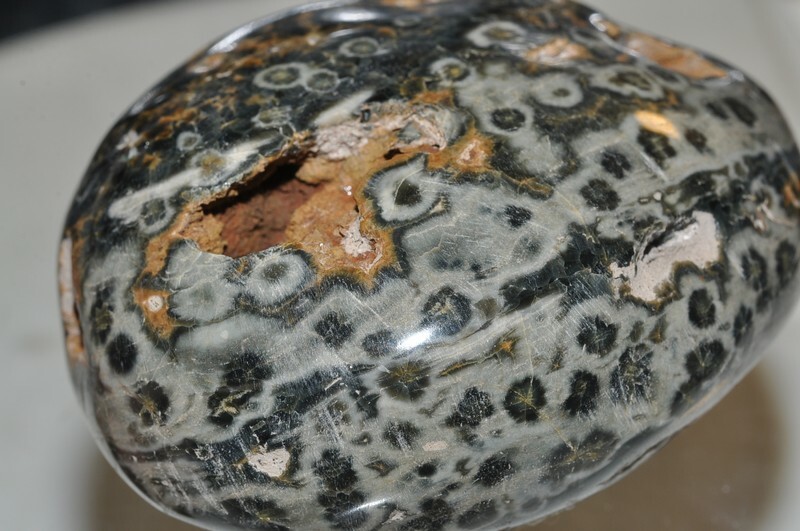 226gm “Individual Selected”~OCEAN JASPER Orbicular Jumbo Palm Worry Gallet B1299