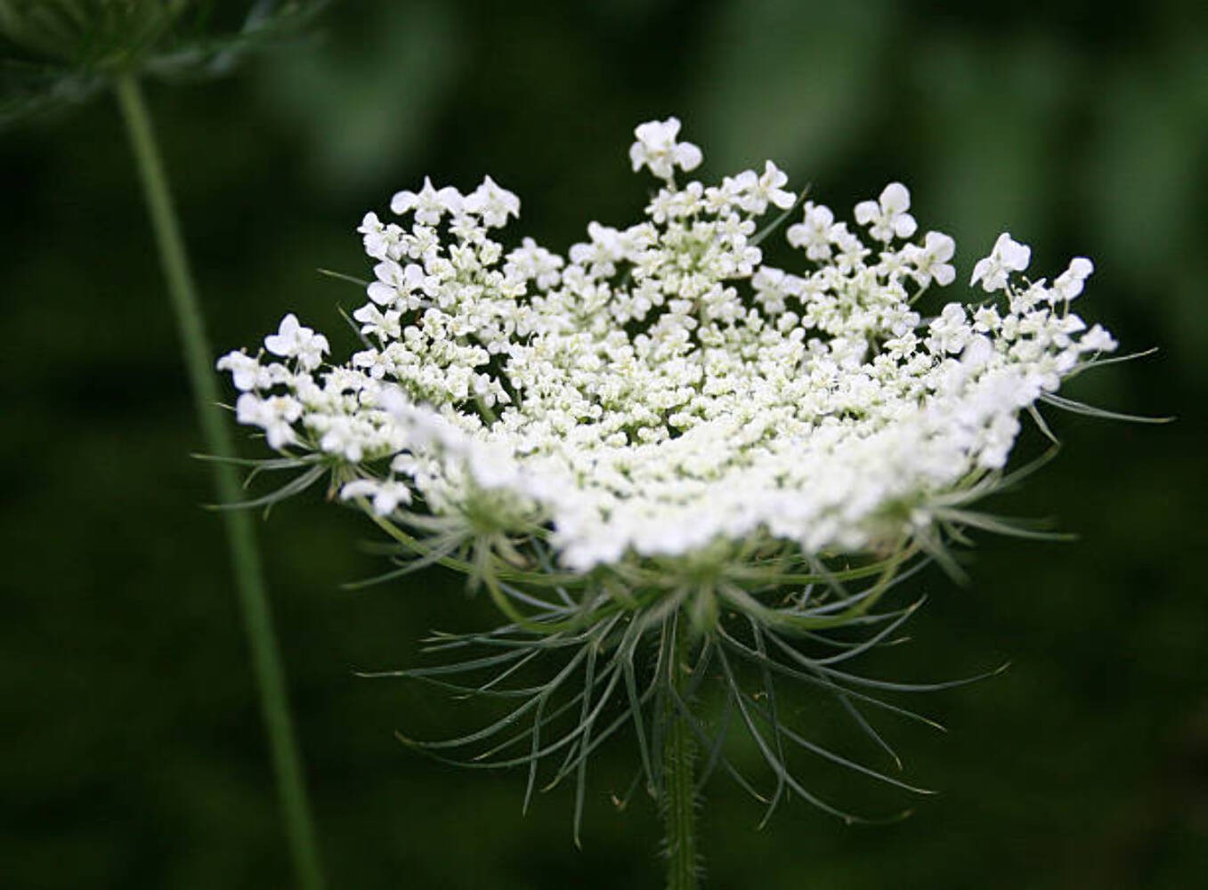 1000 BISHOP’S FLOWER SEEDS | 2026 SALE FREE SHIPPING NON GMO HEIRLOOM