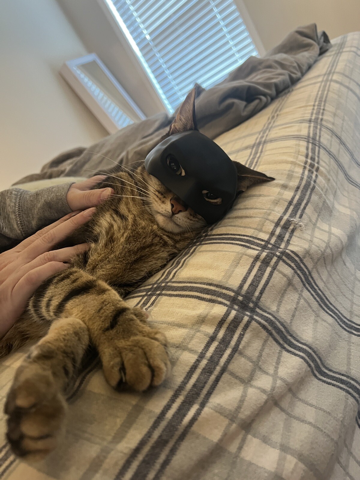 Batman Cat Mask 3D Printed Batman Mask For Your Cat!