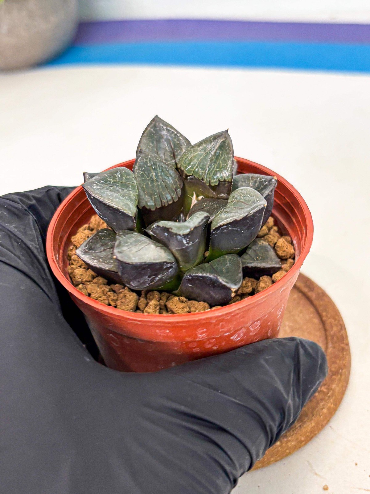 Haworthia Riyuentan (wa6) (y14) | Rare Import